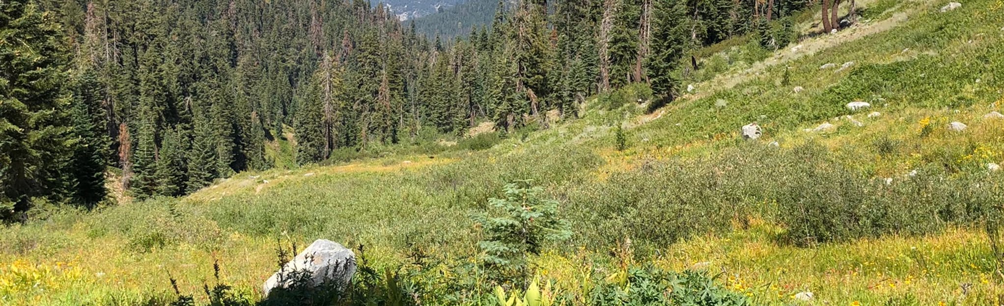 Pinto Lake via Timber Gap and Blackrock Pass Pinto Lake Trail