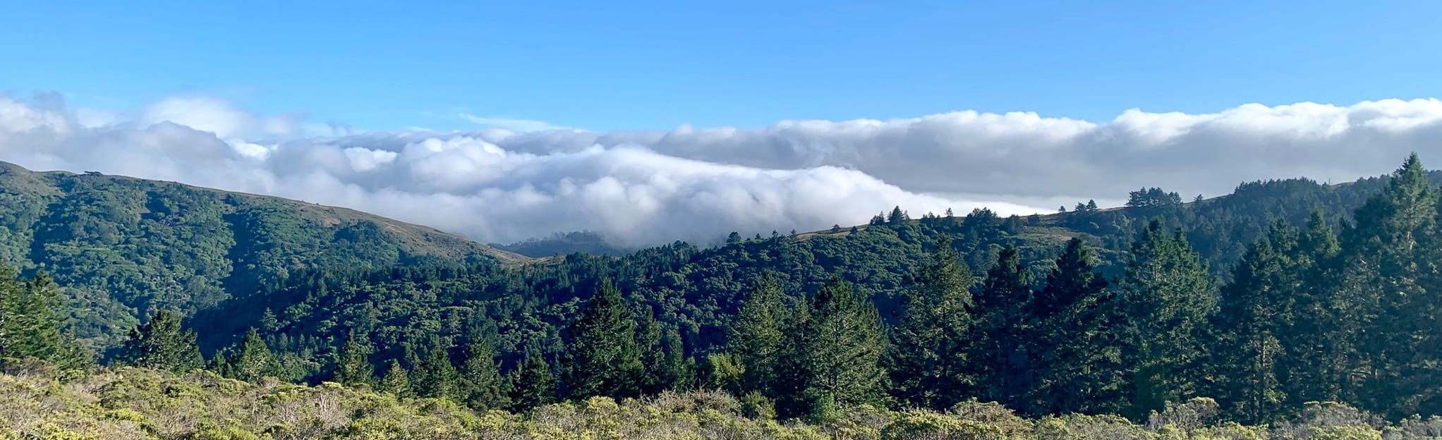 Ocean View, Lost, Fern Creek, Dipsea, TCC and Troup 80 Trail