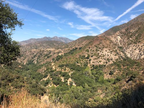 are dogs allowed in angelenos forest