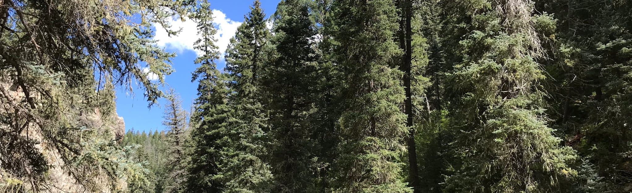 Las Conchas Reststop Trail, New Mexico 29 Reviews, Map AllTrails