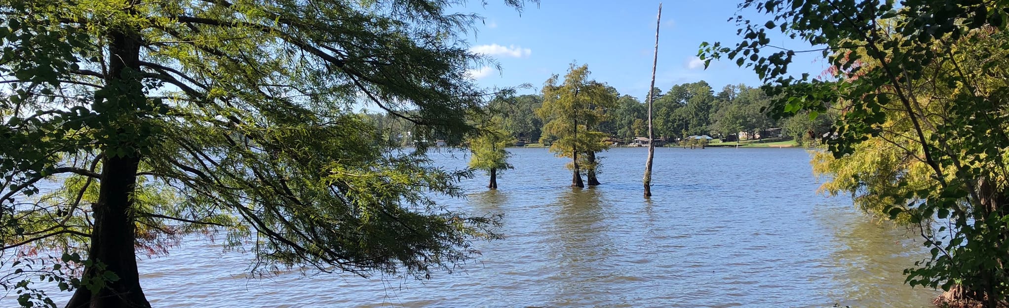 Cypress Bend Trail, Louisiana 65 Reviews, Map AllTrails