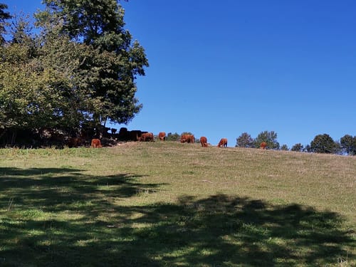 Ehrenfriedersdorf, Neundorf, und Heidelbach Rundweg