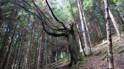 Naturlehrpfad "Gießübler Schweiz"