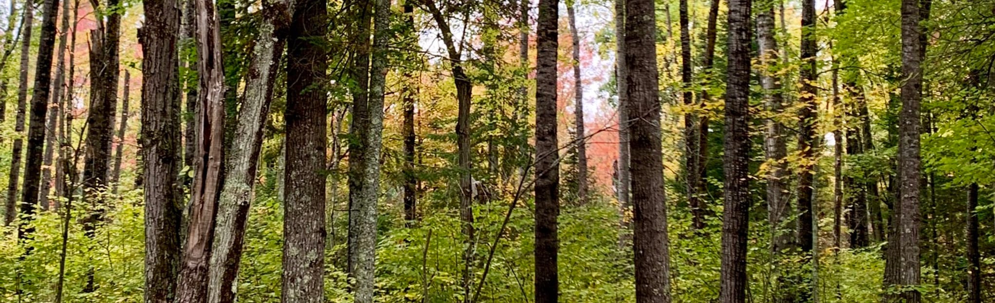 AllTrails Bass Brook Walking Trail 81 Reviews, Map Minnesota