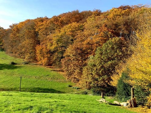 Rund um Niederbonsfeld