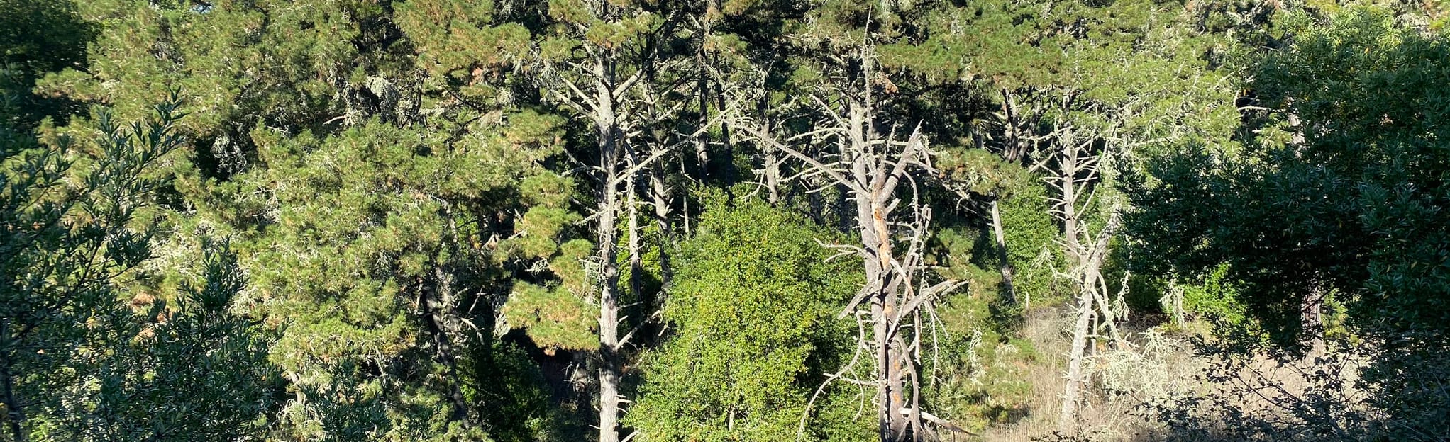 Tower Trail and Grizzly Peak Short Loop to Gillespie Youth Camp
