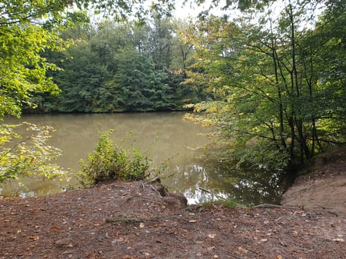 Nördlicher Königsforst 
