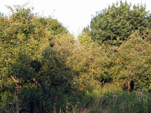 Streuobstwiesen-Tour bei Pulheim