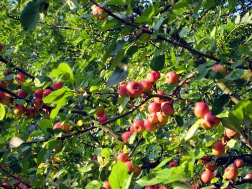 Streuobstwiesen-Tour bei Pulheim
