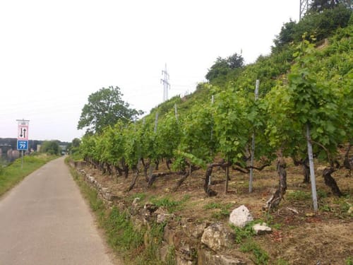 Krautlose am Neckar