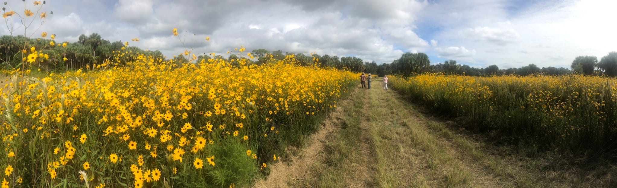 Pepper Ranch Preserve MulitUse Trail 7 foto's Florida AllTrails