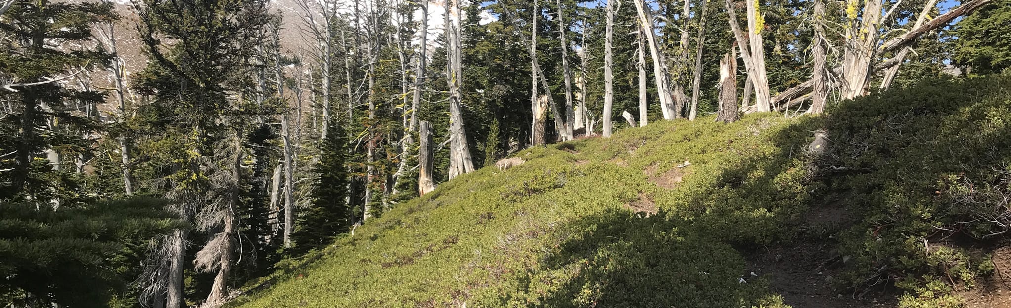 Newton Creek, Timberline Trail, and Gnarl Ridge Trail Loop, Oregon