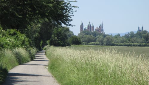 MTB Rauenberg - Waghäusel - Herrenteich - Reilingen 
