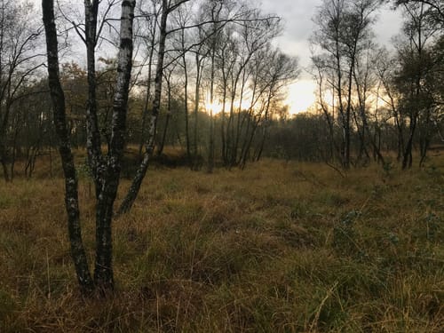 Wanderrunde zwischen den Mooren