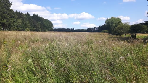 Rundwanderweg Bullau Bu1: Höhendorf-Wanderung