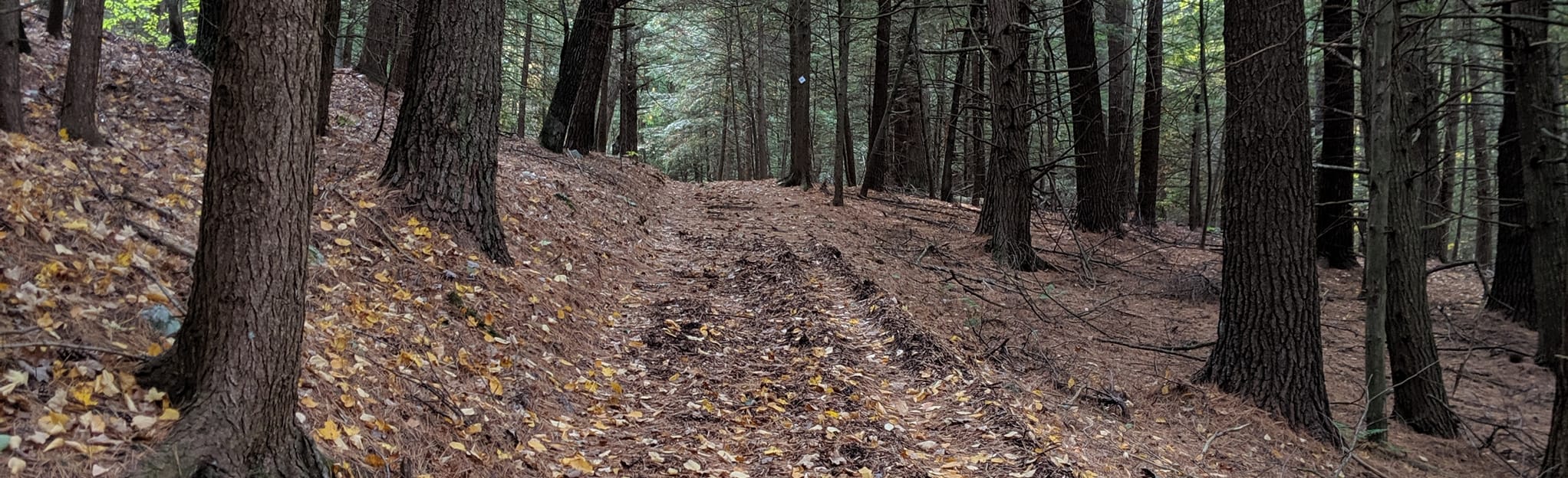 Kinderhook Creek Woods Road and Ridgetop Loop New York AllTrails