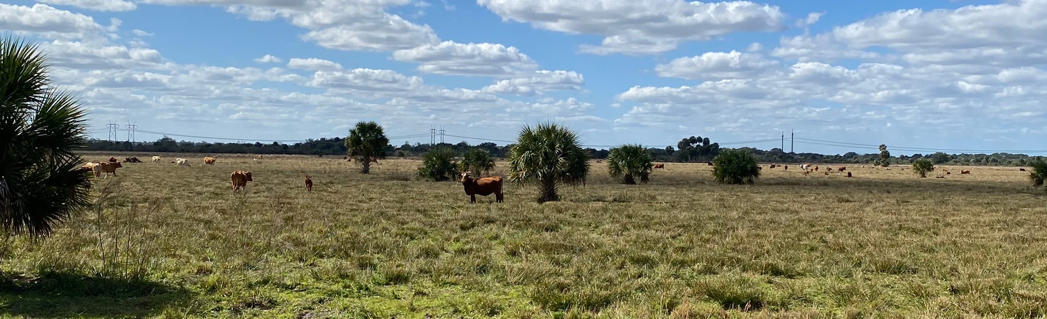 Fort Drum Marsh Loop, Florida 69 Reviews, Map AllTrails