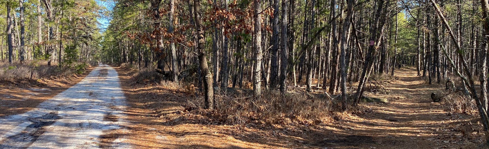 Batona Trail Batsto to Rt 563 75 Reviews, Map New Jersey AllTrails