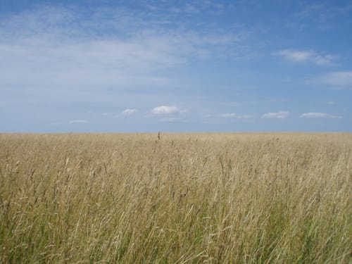 Wackerballig - Nordschau-Wald