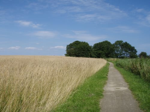 Wackerballig - Nordschau-Wald
