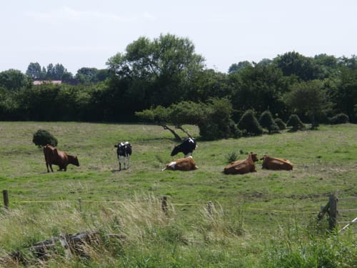 Wackerballig - Nordschau-Wald