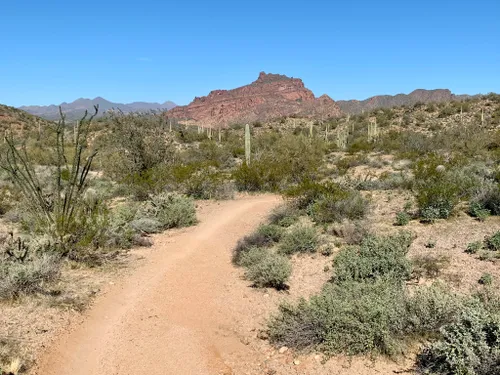 10 Best Hikes and Trails in Tonto National Forest | AllTrails