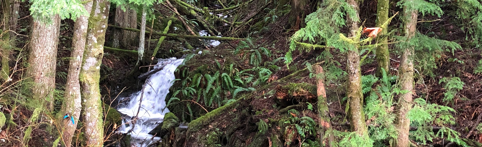 Muddy Creek Trail , Washington 5 Reviews, Map AllTrails