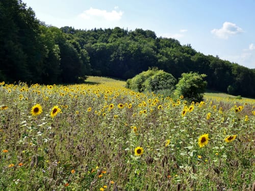 Etzelwanger Burgen-und-Schlösser-Weg