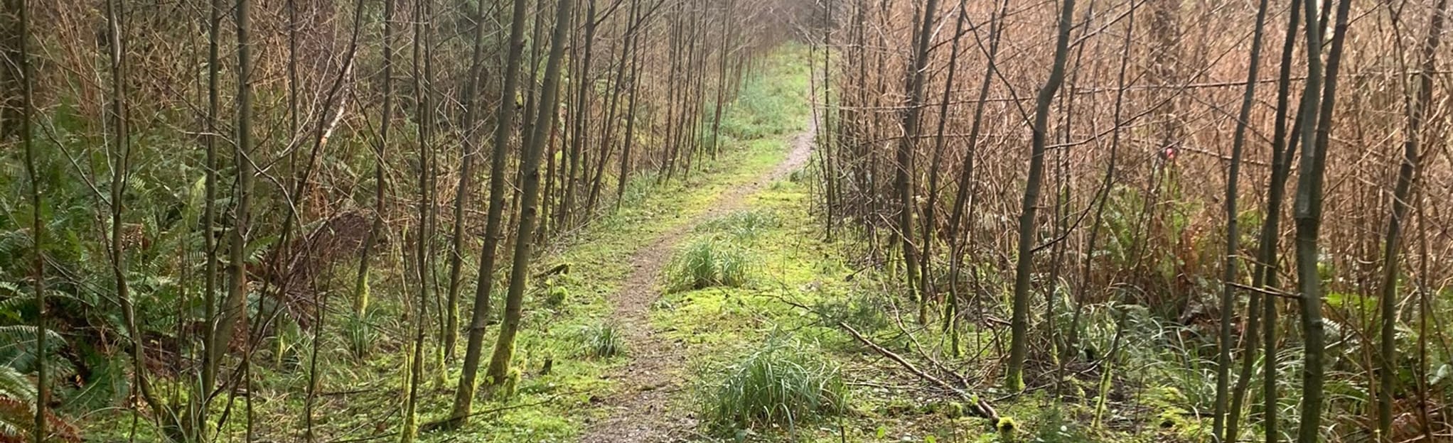 Butte Creek Sitka Spruce Grove Trail, Washington 28 Reviews, Map