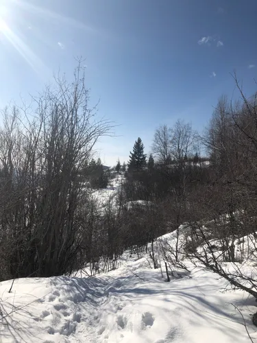 2023 Best Forest Trails in Fruitvale AllTrails