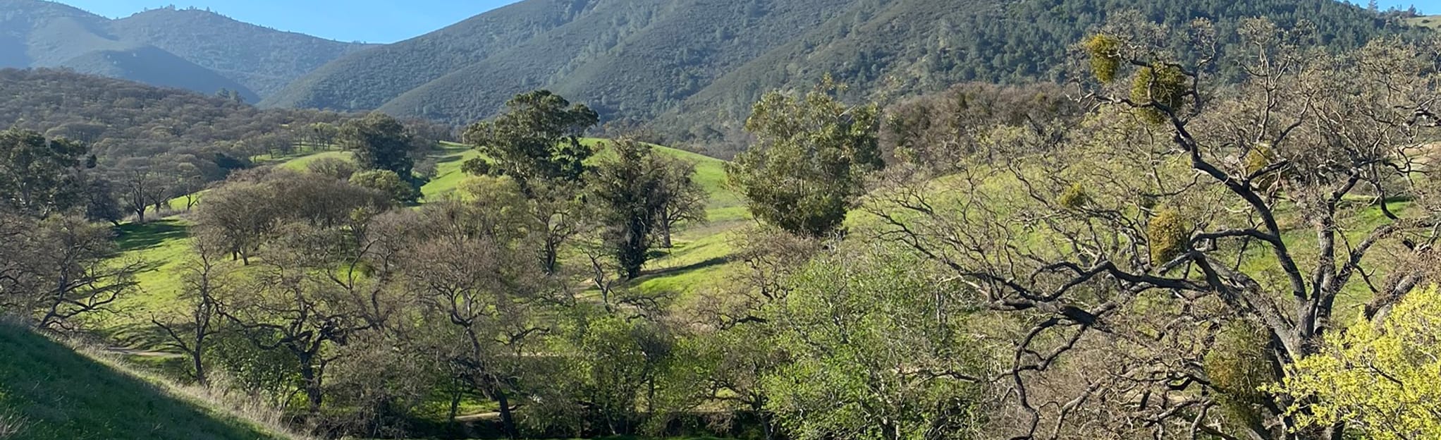 Back Creek Trail California AllTrails
