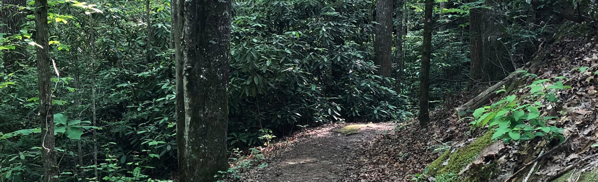 Indian Rockhouse Trail 85 Reviews, Map Tennessee AllTrails