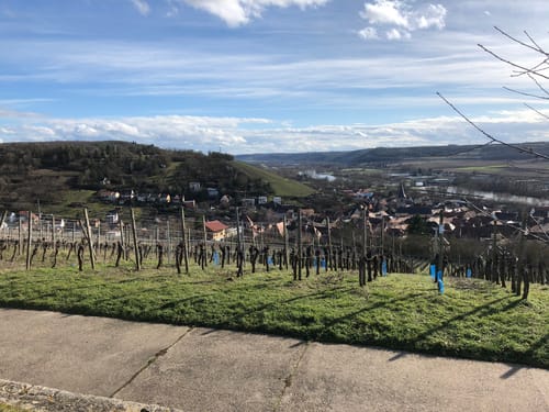 Weinberge bei Randersacker