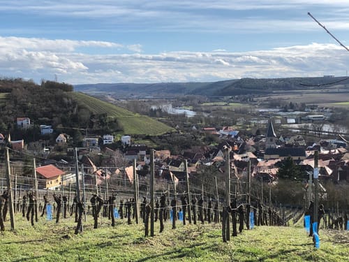 Weinberge bei Randersacker