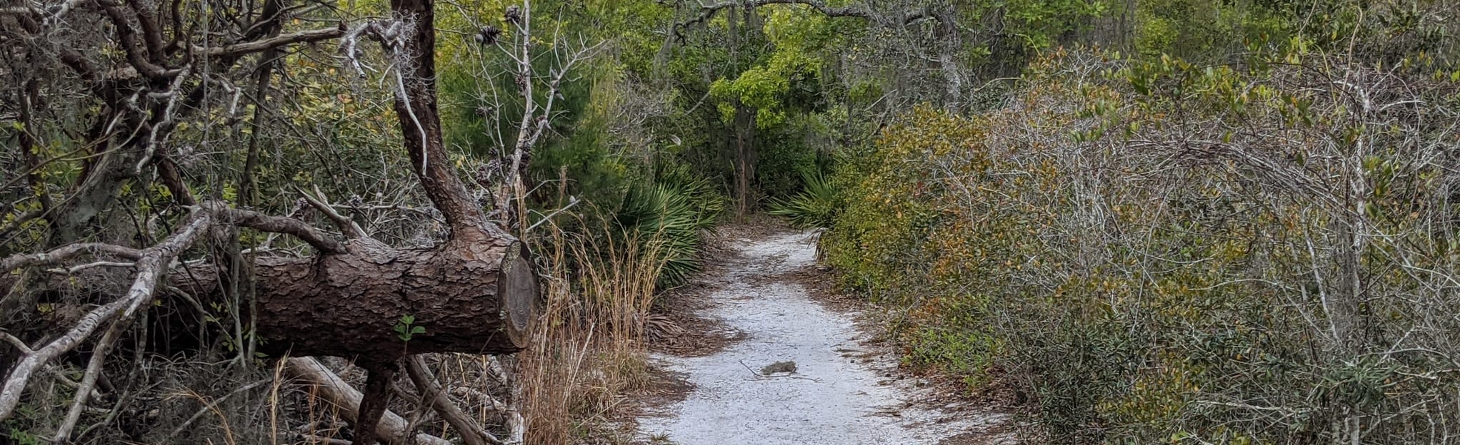 Bill Fredrick Nature Trail, Florida 55 Reviews, Map AllTrails