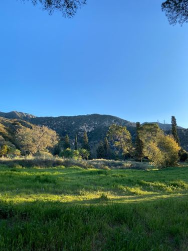 are dogs allowed in angelenos forest