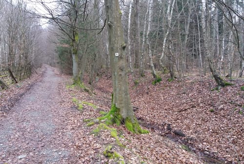 Limestour
