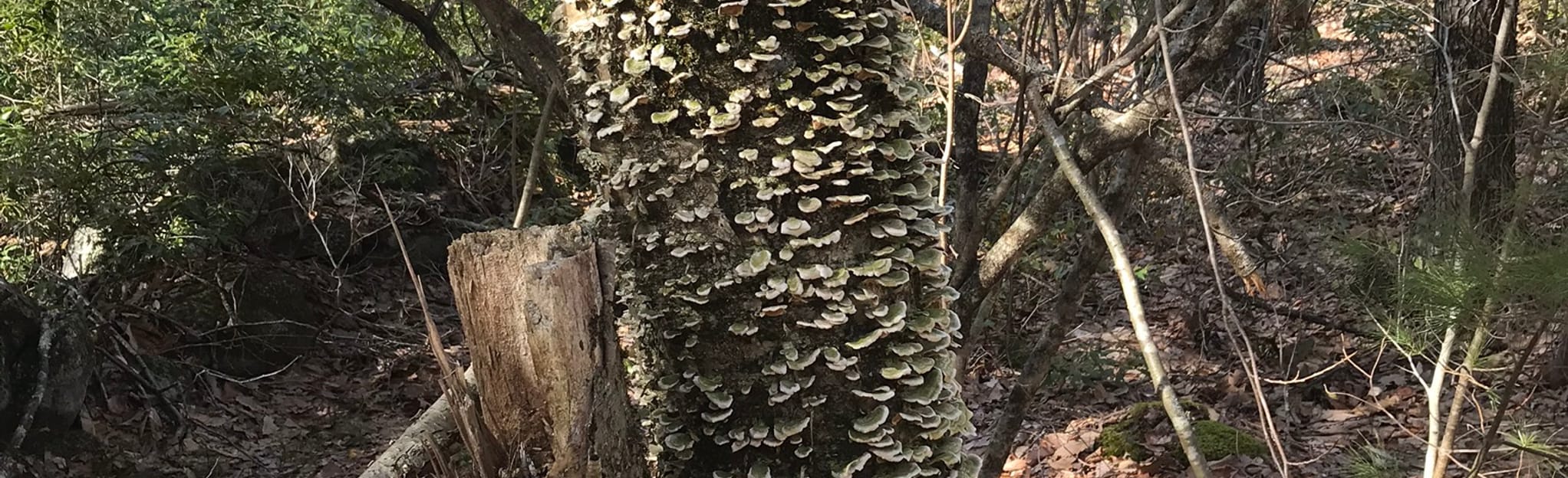 Mitchell Brook Trail Loop - New Hampshire | AllTrails