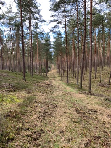 Suderburg Waldtour