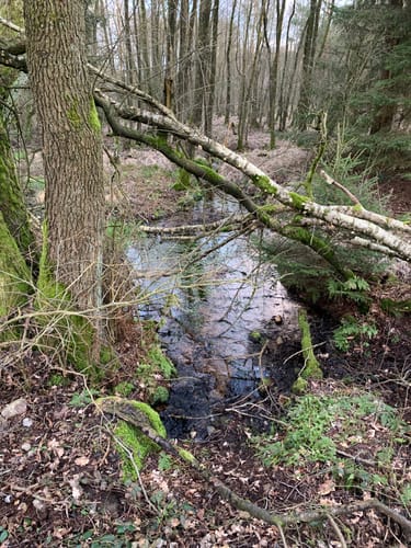 Suderburg Waldtour