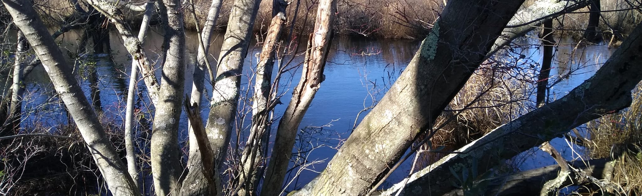 D Daves Road and Sleepy Creek to Mullica River New Jersey AllTrails