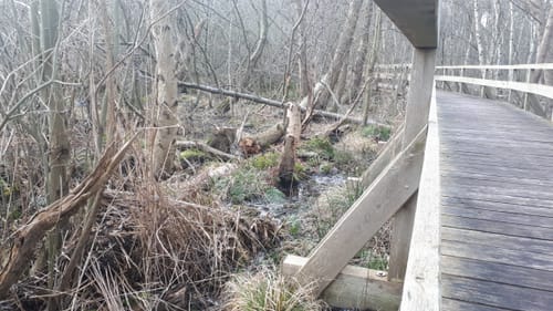 Erlebnisweg Totes Moor
