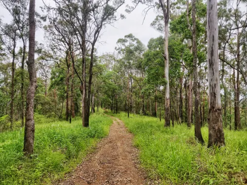 10 Best Hikes and Trails in Samford Conservation Park | AllTrails