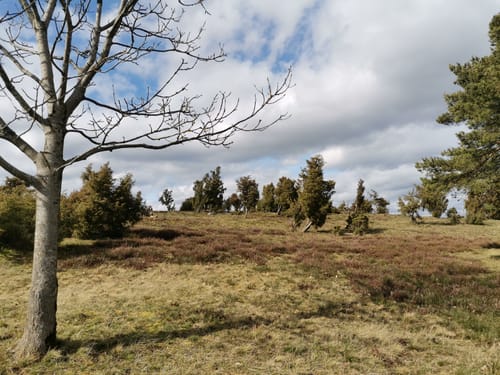 Bergheidenweg und Wacholderweg (Traumpfad)