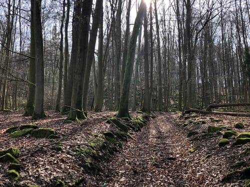 Neunkirchen, Rimdidim und Lichtenberg