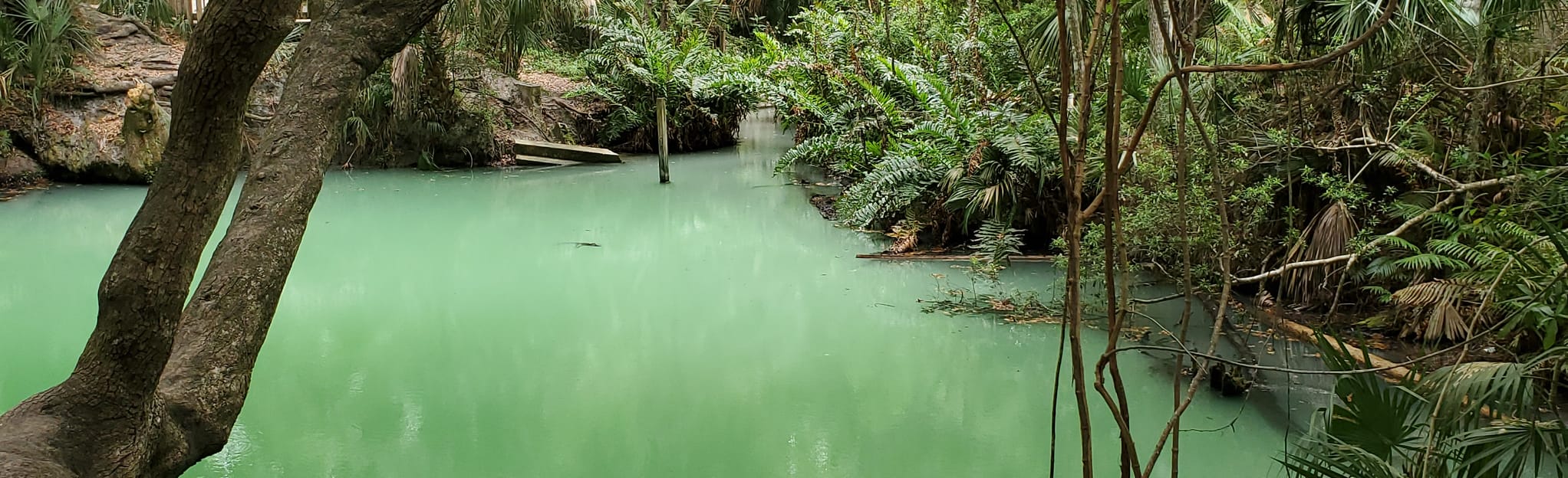 Green Springs Park Trails 97 Reviews, Map Florida AllTrails