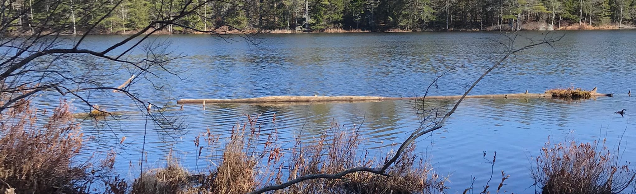 Sprague Pond Loop Trail 266 Reviews, Map Maine AllTrails