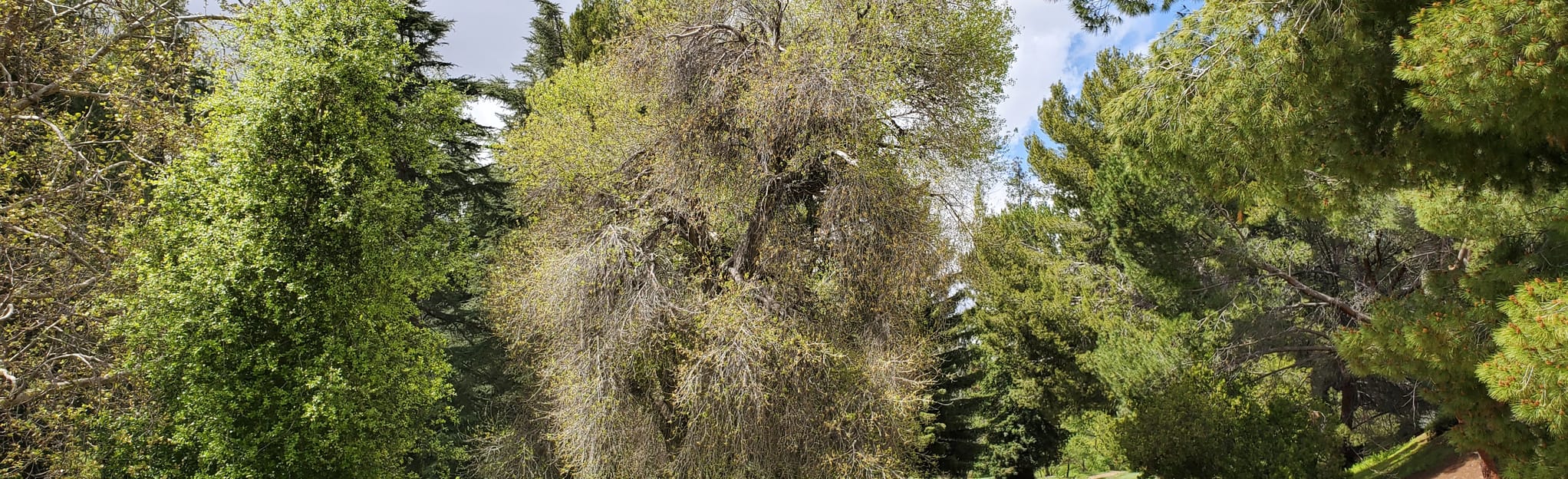 Limekiln Canyon Trail North, California 1,921 Reviews, Map AllTrails