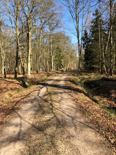Rostocker Heide - Hütelmoor