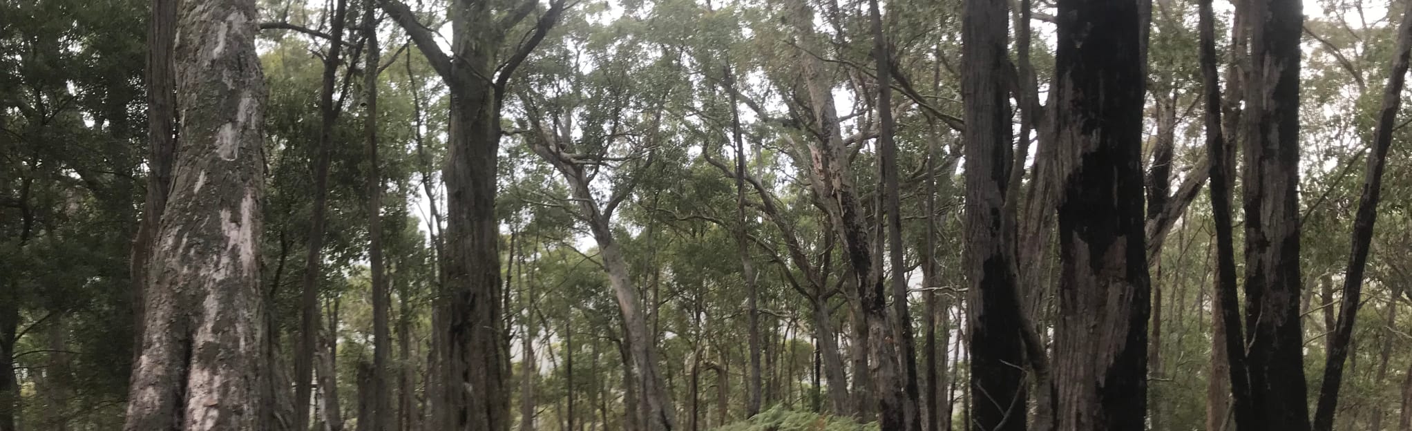 Tunnel Point Track, Victoria, Australia - 12 Reviews, Map | AllTrails